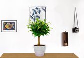 Kamerplant Ficus Babilatos - ↕ ± 25cm - Ø 12cm - in lila betonnen sierpot