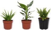 Set van 3 Kamerplanten - Aloë Vera & Nephrolepis Vitale & Strelitzia Reginae - ±  30cm hoog - 12cm diameter
