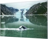 Wandpaneel Walvissen in Kenai Fjords National Park  | 100 x 70  CM | Zwart frame | Wandgeschroefd (19 mm)