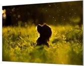 Wandpaneel Hond in de Lente  | 150 x 100  CM | Zilver frame | Wandgeschroefd (19 mm)