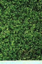 Address Book: For Contacts, Addresses, Phone, Email, Note, Emergency Contacts, Alphabetical Index with Ferns Spike Moss Background