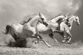 Tuinposter - Dieren - Wildlife / Paard / Paarden in beige / wit / zwart / grijs - 120 x 180 cm.