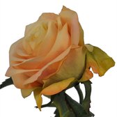 Fabulous Flowers - roos Sweety peach 54 cm per 3 stuks - zijden roos