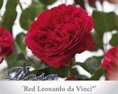 Rosa 'Red Leonardo da Vinci' - 110 cm stam