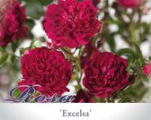 Rosa 'Excelsa' - 140 cm stam