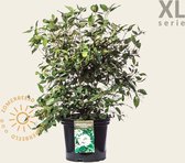 Viburnum plicatum 'Watanabe' - XL