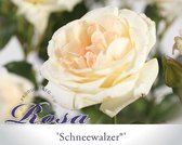 Rosa 'Schneewalzer'