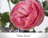 Rosa 'Eden Rose'