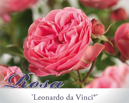 Rosa 'Leonardo da Vinci' - 090 cm stam