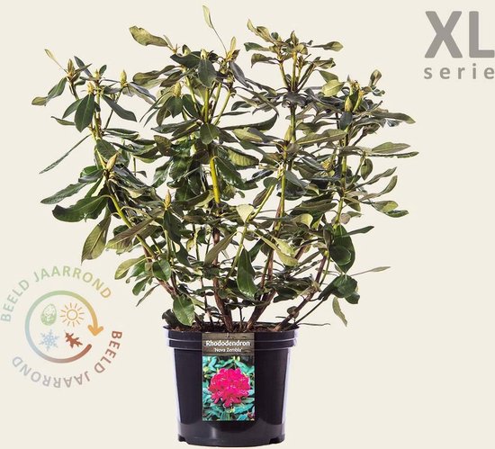 Rhododendron 'Nova Zembla' - XL
