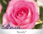 Rosa 'Beverly'
