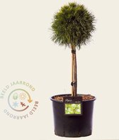 Pinus mugo 'Varella' - 40 cm stam - extra dik