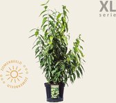 Chimonanthus praecox - XL