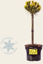 Pinus mugo 'Wintergold' - 40 cm stam