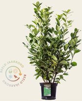 Prunus lauroceracus 'Rotundifolia' 100/125 - in pot