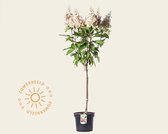 Hydrangea paniculata 'Pinky Winky' - 60/80 cm stam