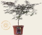 Acer palmatum 'Garnet' 060/80