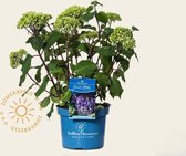 Hydrangea macrophylla 'Endless Summer Bloomstar'