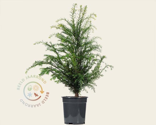 Taxus baccata 60/+ - in pot