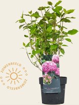 Hydrangea arborescens 'Invincibelle' (Pink Annabelle)