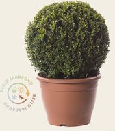 Buxus bol 40 cm