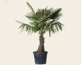 Trachycarpus fortunei - 040 cm stam