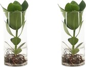 We Love Plants - Clusia op water in Cylinderglas - 2 stuks - 30 cm hoog - Kamerplant