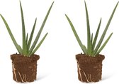 We Love Plants - Aloe Vera - 2 stuks - 20 cm hoog - Vetplant