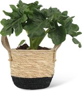 We Love Plants - Philodendron Selloum Atom + Mand Mirjam - 30 cm hoog - Kleine kamerplant