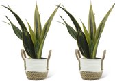 We Love Plants - Sansevieria Gold Flame + Mand Anna -  2 stuks - 40 cm hoog - Vrouwentong