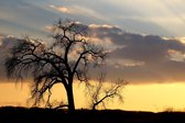 Tuinposter - Landschap - Boom / Bomen in geel / oranje / bruin / zwart  -  60 x 90 cm.