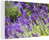 Bright Purple Lavender Canvas 120x80 cm - Tirage photo sur toile (Décoration murale salon / chambre)