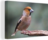 Faucon de couleur se trouve au bout d'une petite brindille Toile 180x120 cm - Tirage photo sur toile (Décoration murale salon / chambre) XXL / Groot format!