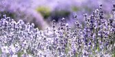 Tuinposter Lavendel 100 x 50 cm incl. Metalen ringen - (Buitenposter - Tuindoek - Buitencanvas - Schilderijen voor buiten - tuin decoratie)