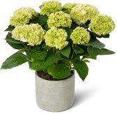 Hortensia Mainstream | Wit met sierpot