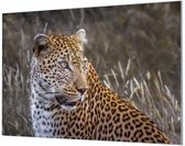 Wandpaneel Panter  | 210 x 140  CM | Zilver frame | Wand-beugels (27 mm)