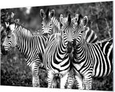 Wandpaneel Vier jonge zebra's zwart wit  | 120 x 80  CM | Zwart frame | Wand-beugels (27 mm)