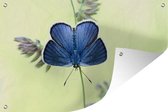 Tuinposter - Tuindoek - Tuinposters buiten - Blauwe vlinder - 120x80 cm - Tuin