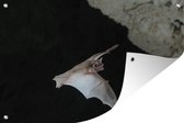 Tuindecoratie Vleermuis in grot - 60x40 cm - Tuinposter - Tuindoek - Buitenposter