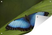 Tuinposter - Tuindoek - Tuinposters buiten - Morpho vlinder op blad - 120x80 cm - Tuin