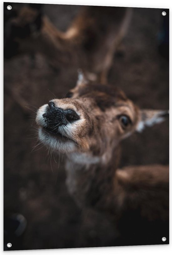 Tuinposter - Ree die naar Boven kijkt - Foto op Tuinposter (wanddecoratie voor buiten en binnen)