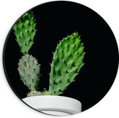 Dibond Wandcirkel - Cactus in Witte Bloempot - 20x20cm Foto op Aluminium Wandcirkel (met ophangsysteem)