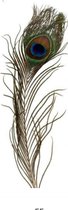 Pauwenveer  / 20-30 cm / met oog