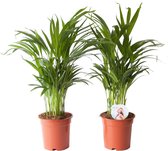 FloriaFor - Goudpalm (Areca / Dypsis Palm) - - ↨ 65cm - ⌀ 17cm