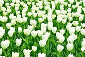 Dibond - Bloemen - Bloem - tulp / tulpen in wit / groen - 50 x 75 cm.