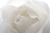 Dibond - Bloemen - Bloem - roos in wit / zwart - 50 x 75 cm.