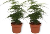 WL Plants - 2x Asparagus Plumosus - Sierasperge - Asperge Varen - Aspergeplant - ± 25cm hoog - 12cm diameter -  in Kweekpot