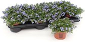 Lobelia - perkplanten - blauw - 10 planten (Ø10,5cm) - volle tray