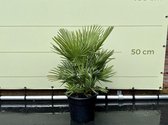 Palmboom - Chamaerops Humilis - Europese Dwergpalm - Pot ⌀ 23cm - Hoogte  90-110cm