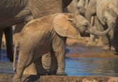 Tuinposter - Dieren - Wildlife / Olifant in beige / bruin / zwart  - 80 x 120 cm.